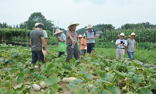 南瓜现场观摩会